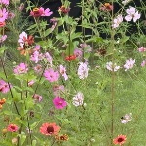 Meet your Posher, Star